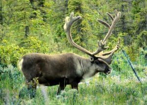 Verenigde-Saten-Alaska-petersburg-rendier-natuur
