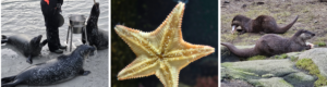 studiereis, zoutwater aquarium, Atlanterhavsparken, vissen en zeedieren