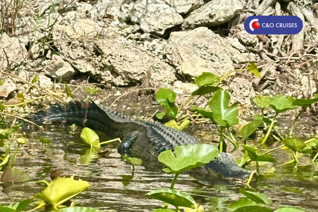 Groepscruise Everglades